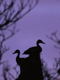 Pair of Wild Ducks in Silhouette, Costa Rica Fotografie-Druck von Steve Winter