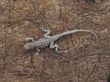 Side-Blotched Lizard Warms Itself on a Rock, Death Valley National Monument, California Fotografisk tryk af Paul Chesley Side-Blotched Lizard Warms Itself on a Rock, Death Valley National Monument, California Fotografisk tryk af Paul Chesley