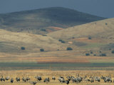 Common Cranes Feeding in a Field with Hills in Distance Photographic Print