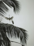 Egrets in a Palm Tree, Bali, Indonesia Photographic Print