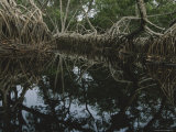 Lagoon Where Watermarks on Mangrove Roots Show Depth Changes Lámina fotográfica Lagoon Where Watermarks on Mangrove Roots Show Depth Changes Lámina fotográfica