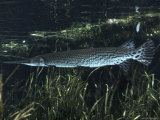 An Alligator Gar Swimming Just Below the Waters Surface Lámina fotográfica An Alligator Gar Swimming Just Below the Waters Surface Lámina fotográfica