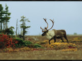 A Caribou in a Tundra Landscape Photographic Print