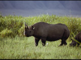 View of a Black Rhinoceros Photographic Print by George F. Mobley