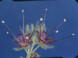 Phacelia Flowers at the Tip of a Foot-Long Stem Photographie