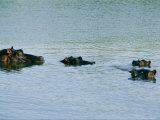 Four hippopotamuses poke their heads out of the water Lámina fotográfica