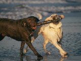 Two Labrador Retrievers Play with a Stick on a Beach Photographic Print by Roy Toft