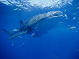 A Whale Shark Searches for its Next Meal Photographic Print by Brian J. Skerry