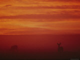 Sonoran pronghorns seen through a red mist Lámina fotográfica