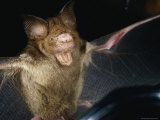 A Leaf-Nosed Bat Photographic Print by Paul Zahl