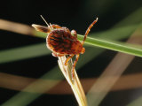 An American Dog Tick in a Questing Position Photographic Print by Darlyne A. Murawski