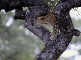 A Leopard Views its Surroundings from a Tree Photographic Print by Tim Laman