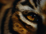 Close view of tigers eye Lámina fotográfica Close view of tigers eye Lámina fotográfica