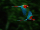 A Mated Pair of Red-And-Green Macaws Soar Above the Forest Photographic Print