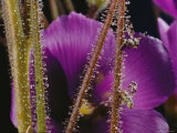 Close-up of the Reed-Like Stems and Flower of a Byblis Plant Photographie