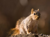 A Close-up of a Fox Squirrel (Sciurus Niger) on a Spring Day Lámina fotográfica