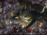 A northern lobster peeks out from its hiding spot Lámina fotográfica