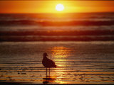 Gull at Sunset Photographic Print