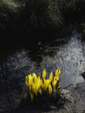 Skunk Cabbages Rise Above Their Muddy Habitat in the Temperate Rainforest of the Hoh River Valley Photographic Print by Sam Abell