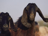 Close-up of Two Long-Eared Goats Fotografie-Druck