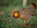 A Prairie-Chicken Photographic Print