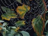 Close-up of Portion of a Lacey Spiderweb Beaded with Dew Photographie