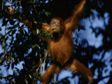 An Orangutan Climbs a Tree Photographic Print by Michael Nichols