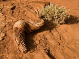 A Juniper Branch Lies Drying in the Sun on the Desert Floor Photographic Print by Taylor S. Kennedy