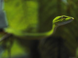 Close-up of a Whipsnake Photographic Print