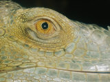 A Close View of the Eye of a Green Iguana Photographic Print