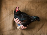 A Pure Cornish Hen is Shown against a Burlap Backdrop Photographic Print