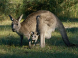 View of an Eastern Grey Kangaroo with Young Impressão fotográfica por Nicole Duplaix View of an Eastern Grey Kangaroo with Young Impressão fotográfica por Nicole Duplaix