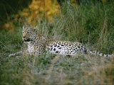 A Leopard Relaxes While Keeping a Lookout for Prey Photographic Print