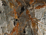 Weaver Ants Attack an Intruder with Their Sharp Mandibles Photographic Print