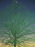 A Tree Appears Green Under Street Lights Photographic Print by Stephen Alvarez