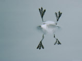 The Webbed Feet of a Phalarope are Reflected in the Water Photographie par Bates Littlehales