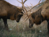 Two Caribou Lock Antlers in Competition Photographic Print by Joel Sartore