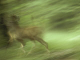 A Sambar Deer Runs Past the Camera Photographic Print by Jason Edwards