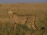 African Cheetah Standing in the Grass Photographic Print by Michael Nichols