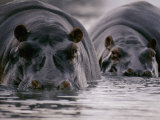 Two hippopotamuses with their faces half submerged in the water Lámina fotográfica Two hippopotamuses with their faces half submerged in the water Lámina fotográfica