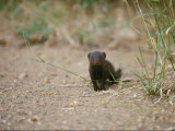 A Mongoose Looks at the Photographer Photographie
