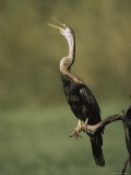 An American Anhinga or Darter Bird Calls from a Branch Photographic Print