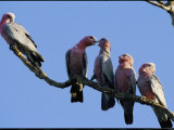 A Row of Galah Cockatoos Perched on a Small Tree Branch Photographie par Nicole Duplaix