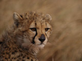 African Cheetah Cub Photographic Print by Michael Nichols