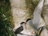An Arctic Tern Brings its Offspring a Fish Photographic Print by Joel Sartore