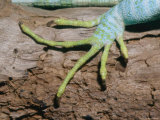 A Close View of a Fijian Banded Iguanas Foot Photographic Print