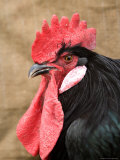 A Minorca Rooster is Pictured in Front of a Burlap Background Photographic Print
