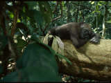 A gorilla is ready for a nap Lámina fotográfica A gorilla is ready for a nap Lámina fotográfica