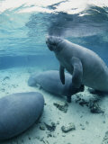 An Underwater Shot of Florida Manatees Photographic Print