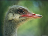 Close View of an Ostrich Photographic Print